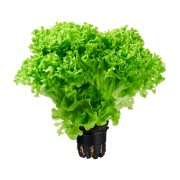 Σαλάτα Πράσινη Κατσαρή σε Γλαστράκι Εγχώρια