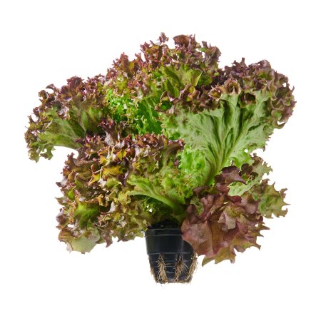 Σαλάτα Κόκκινη Κατσαρή σε Γλαστράκι Εγχώρια